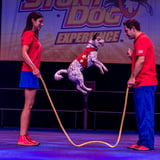 The Perondi's Stunt Dog Experience