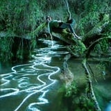 Songs of the Wild - 100 years of Norfolk Wildlife Trust