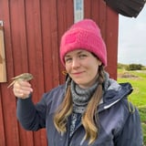 Ringmerking på Akerøya