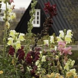 In Full Bloom - Flower Bouquet Workshop