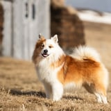Dagur Íslenska fjárhundsins - Icelandic Sheepdog day