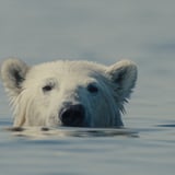 Nuisance Bear