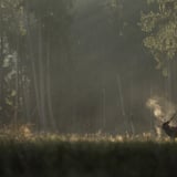 Whispers in the Woods