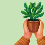 Plöntuskipti | Plant exchange