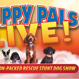 Puppy Pals Live