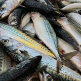 FRÈRES: Mal de mer (sea sick)