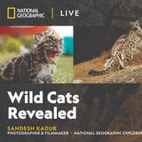 National Geographic Live - Wild Cats Revealed