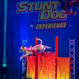 Perondi's Stunt Dog Experience