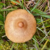 Sveppafræðsla í Guðmundarlundi