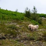Þriðjudagsgöngur Gönguklúbbs Seyðisfjarðar