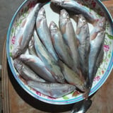 FISHING TIME