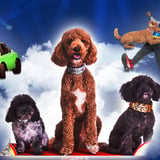 Puppy Pals Live - The Action - Packed Comedic Stunt Dog Show