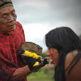 Hãpaya Baptism - Huni Kuin Voice Tradition Sacred pepper baptism for voice, memory and communication