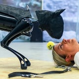 A Dog Show
