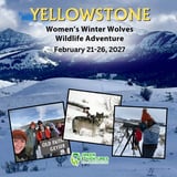  Yellowstone Women's Winter Wolves & Wildlife Adventure