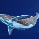 Opnun: Hvalalíf - Sóley Dröfn Davíðsdóttir