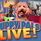 Perondi's Stunt Dog Experience