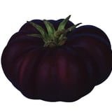 Solanum // Tamara Žilavá