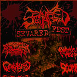 SEVARED FEST: Extremely Rotten / Animals Killing People / Goreality / Scumbag / Sanguinary Verdict / Suppuration / Thy Hideous Bake / Gutted Alive / Kudde Fish