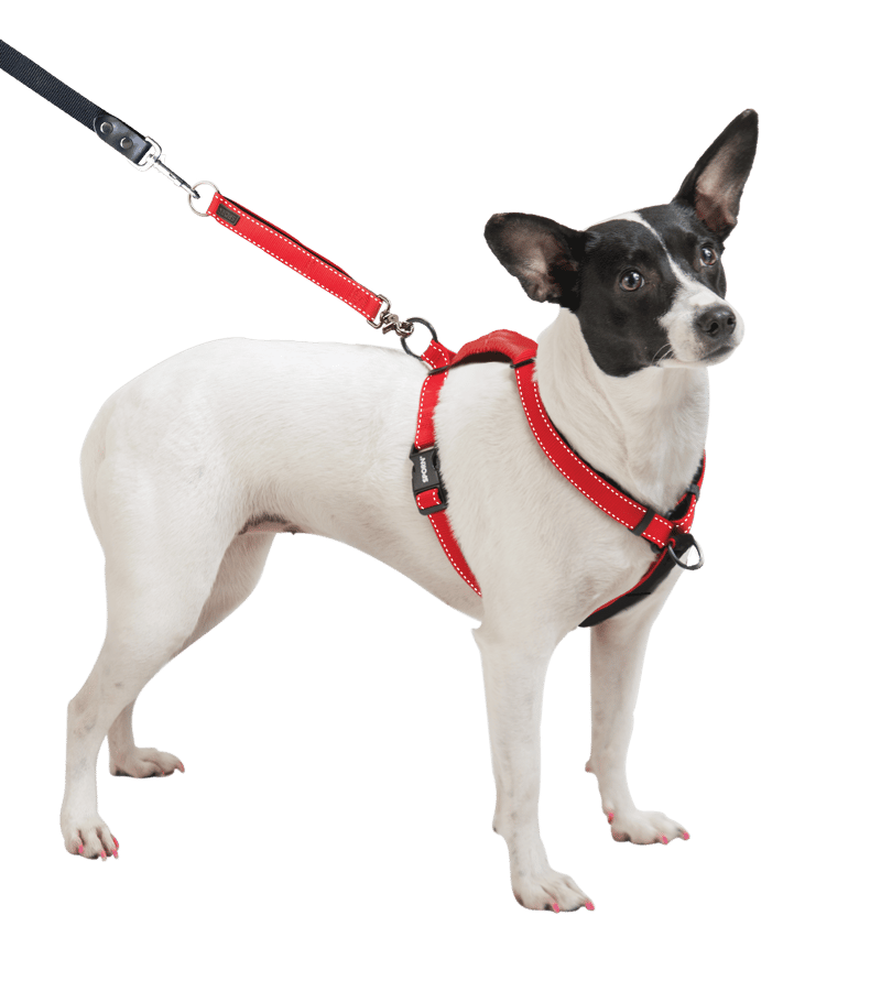 Cocker Spaniel Nylon Dog Harnesses For Sale, 59 OFF