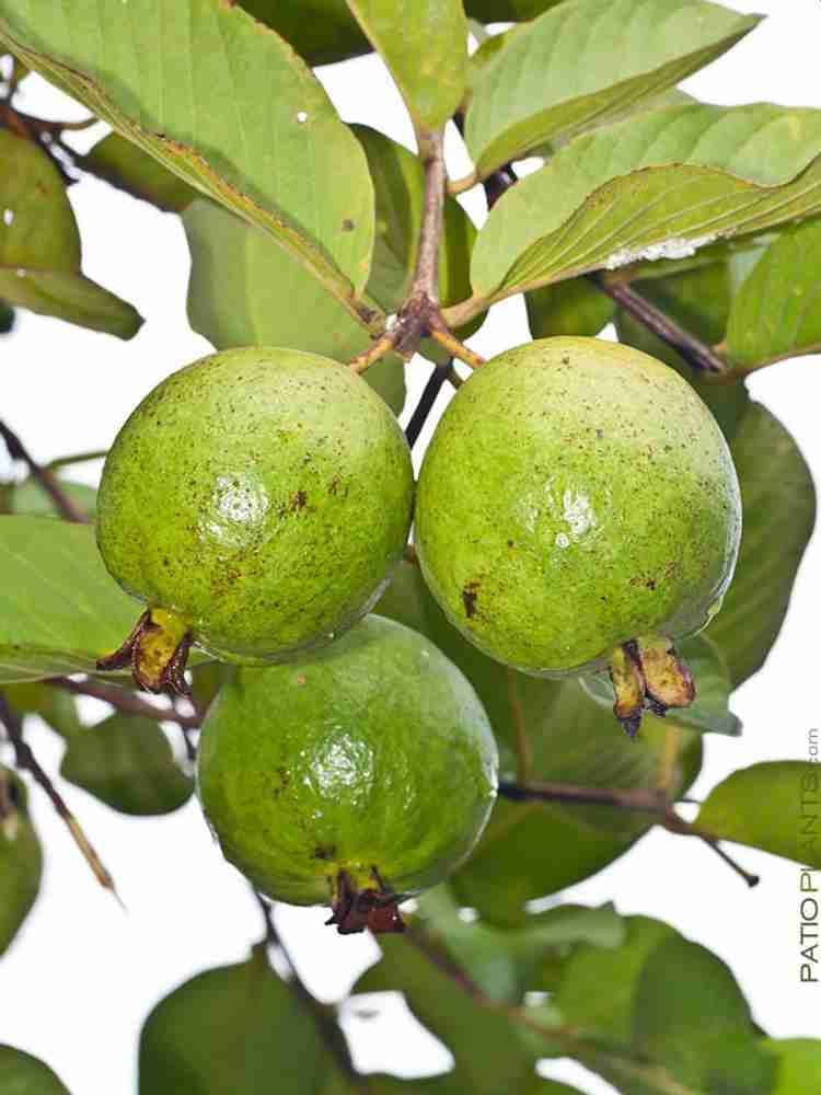 15 LEAVES ORGANIC GUAVA GREEN FLORIDA USA GROW FRESH, 48 OFF