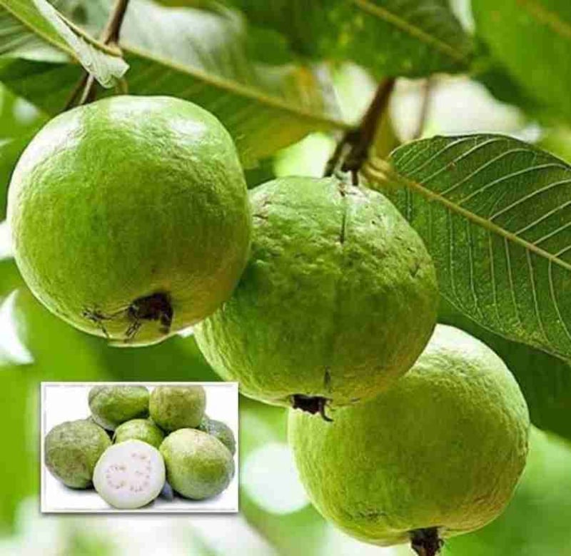 15 LEAVES ORGANIC GUAVA GREEN FLORIDA USA GROW FRESH, 48 OFF